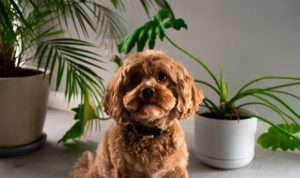 Lokasi Terbaik Menaruh Underpad Anjing di Rumah