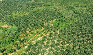 Planting Naturals Digitalisasi 7.224 Petani dalam Rantai Pasok Minyak Sawit Organik Bersertifikasi RSPO Pertama di Sierra Leone