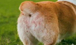 Solusi Mengatasi Ruam Popok Pada Anjing