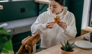 5 Rekomendasi Pet Friendly Cafe di Jakarta untuk Hangout di Akhir Pekan