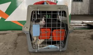 KAI Logistik Kirim Lebih dari 5.200 Hewan Peliharaan selama Periode Nataru 2025/2026