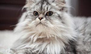 Tips Memilih Kandungan Shampo Kucing Untuk Kesehatan Bulu