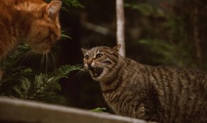 Tips Menangani Kucing Berantem di Rumah