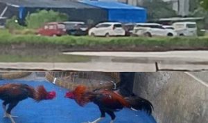 Judi Sabung Ayam Sedati Diduga Direstui Oknum Polsek Sedati Warga Pertanyakan Sikap Polsek dan Lurah