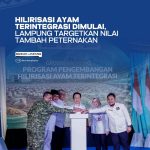 Hilirisasi Ayam Terintegrasi Dimulai Di Lampung