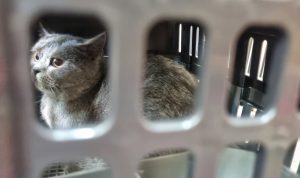 Memasuki Arus Mudik Lebaran, Pengiriman Hewan Peliharaan Via KAI Logistik Meningkat