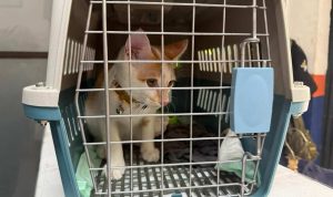 KAI Logistik Catat 13.435 Pengiriman Hewan Saat Ramadan – IdulFitri