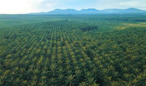 Gangguan Premanisme di Perkebunan Sawit Ancaman Nyata bagi Ketahanan Energi Nasional.