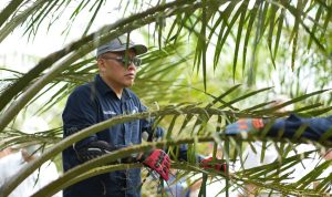Holding Perkebunan Nusantara Siaga Hadapi Kemarau, PalmCo Perkuat Deteksi Dini Karhutla dan Strategi Agronomi