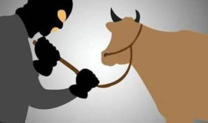 Oknum Kades Cenrana Baru Maros Dilaporkan ke Polisi, Diduga Terbitkan Surat Jalan untuk 4 Sapi Curian, LSM KIPFA Minta Ditindak Tegas