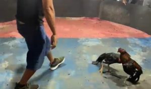 Diduga Terima Setoran dari Bandar Judi Sabung Ayam, Kapolda Sumut Diminta Copot Kapolsek Kutalimbaru