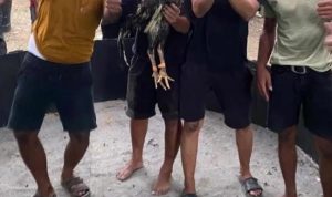 Diduga Kapolsek Pante labu dapat setoran dari judi sabung ayam “Sis Bengkel&Heri”,Diminta Kepada Kapolres dan Kapolda tangkap dan Copot Kapolsek Pante labu