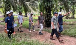 Holding Perkebunan Nusantara Perkuat Pengawasan Operasional, PTPN IV Regional VII Tingkatkan Produktivitas Kebun