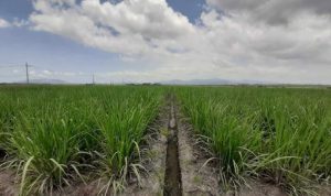 Holding Perkebunan Nusantara Dukung Ketahanan Pangan, PTPN I Masuk Bisnis Singkong dan Jagung